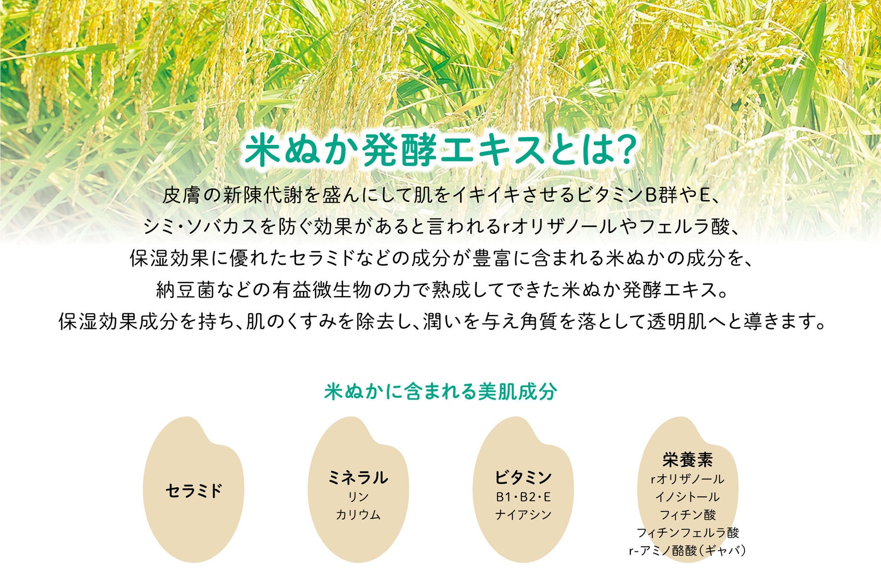 econaシリーズセット、オリジナル泡立てネット付